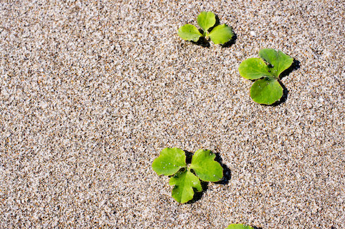 海岸線で生息する小さな植物の画像
